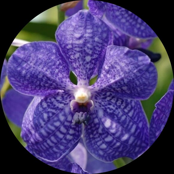 briarorchid